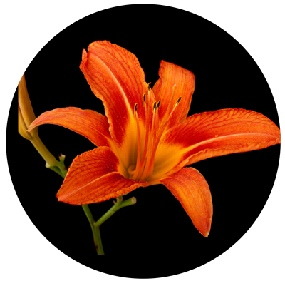 Orange lily flower, Lilium, isolated on black