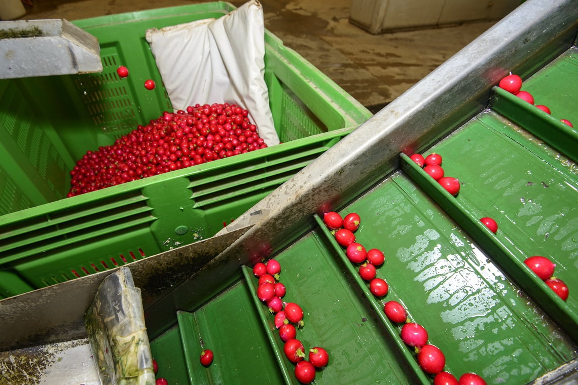 Radish on conveyor belt in packaging line