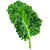 A single green leaf of kale